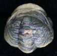 Bumpy, Enrolled Barrandeops (Phacops) Trilobite #11285-2